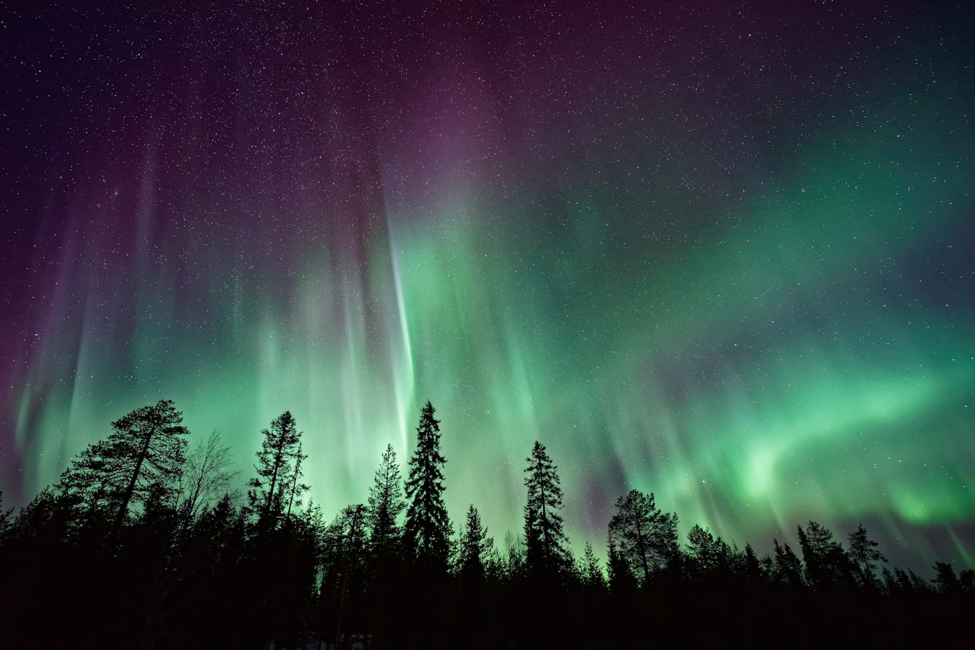Green northern lights above a dark pine forest